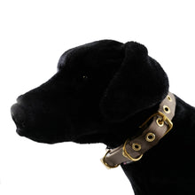 Collars Seatbelt